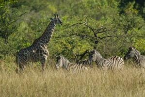 girafa e zebras, Kruger nacional parque, sul África. foto