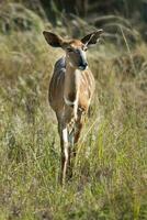 Nyala antílope masculino e fêmea , Kruger nacional parque, sul África foto