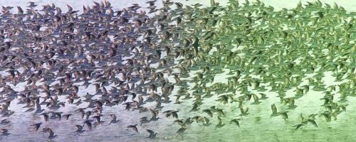 pássaros rebanho voar fundo , Patagônia, Argentina foto