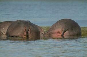 hipopótamo anfíbio dentro poço de água, Kruger nacional parque, sul África foto