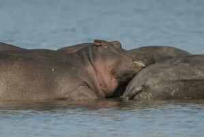 hipopótamo anfíbio dentro poço de água, Kruger nacional parque, sul África foto