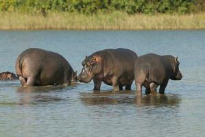 hipopótamo anfíbio dentro poço de água, Kruger nacional parque, sul África foto