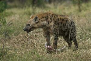 hiena comendo, Kruger nacional parque, sul África. foto