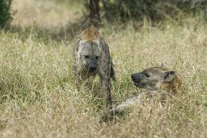 hiena comendo, Kruger nacional parque, sul África. foto