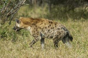 hiena comendo, Kruger nacional parque, sul África. foto