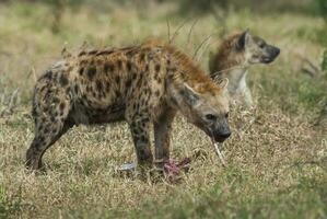 hiena comendo, Kruger nacional parque, sul África. foto