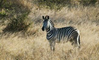 comum zebra , Kruger nacional parque, sul África. foto