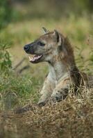 hiena comendo, Kruger nacional parque, sul África. foto