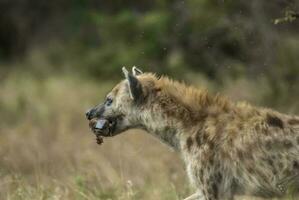 hiena comendo, Kruger nacional parque, sul África. foto