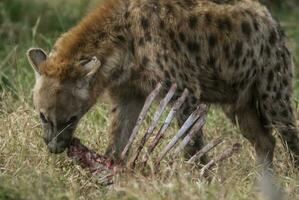 hiena comendo, Kruger nacional parque, sul África. foto