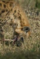 hiena comendo, Kruger nacional parque, sul África. foto