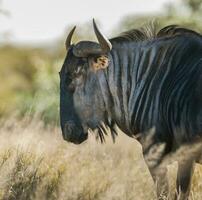 Preto gnu, Kruger nacional parque sul África foto