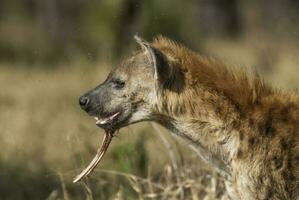 hiena comendo, Kruger nacional parque, sul África. foto