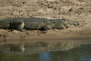 Nilo crocodilo, Kruger nacional parque , sul África. foto