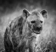 hiena comendo, Kruger nacional parque, sul África. foto