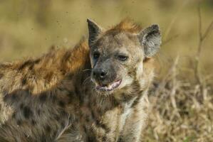 hiena comendo, Kruger nacional parque, sul África. foto