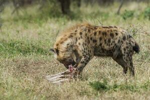 hiena comendo, Kruger nacional parque, sul África. foto