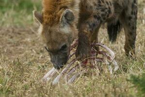 hiena comendo, Kruger nacional parque, sul África. foto