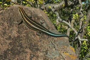 lagarto levar sol, Kruger nacional parque, sul África. foto