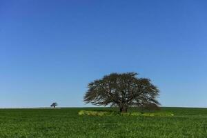 pampas árvore paisagem, la pampa província, Patagônia, Argentina. foto