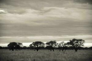 tempestade chuva dentro rural paisagem, la pampa província, Patagônia, Argentina. foto