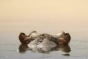 hipopótamo anfíbio dentro poço de água, Kruger nacional parque, sul África foto