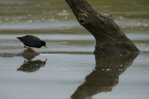 Preto crake dentro poço de água, Kruger nacional parque, sul África. foto