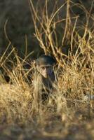 bebê babuíno , Kruger nacional parque, sul África foto