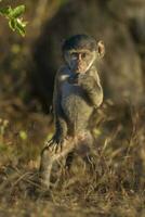 mãe e bebê babuíno , Kruger nacional parque, sul África foto