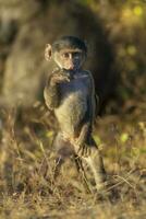 bebê babuíno , Kruger nacional parque, sul África foto