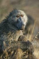 babuíno, mãe e bebê, Kruger nacional parque, sul África foto