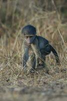 bebê babuíno , Kruger nacional parque, sul África foto