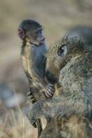bebê babuíno , Kruger nacional parque, sul África foto
