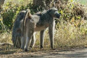 bebê babuíno , Kruger nacional parque, sul África foto