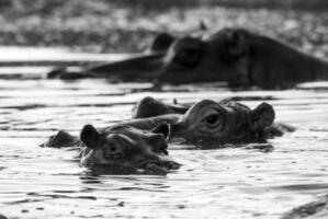 hipopótamo anfíbio dentro poço de água, Kruger nacional parque, sul África foto