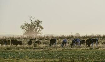 bois pastar em a pampas simples, Argentina foto