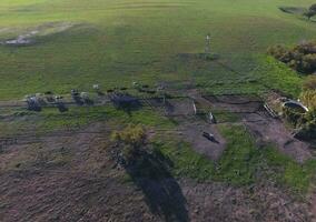 vacas dentro la pampa província paisagem, la pampas, Argentina foto