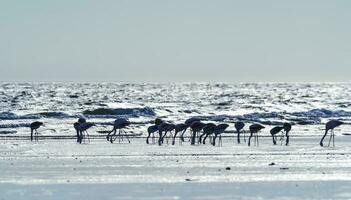 flamingos dentro a maré linha, Península valdes, Patagônia, Argentina foto