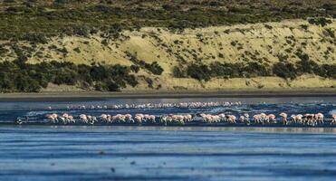 flamingos dentro a maré linha, Península valdes, Patagônia, Argentina foto