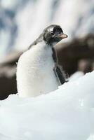 gentoo pinguim, antartica foto