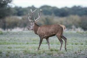 masculino vermelho veado dentro la pampa, Argentina, parque luro natureza reserva foto