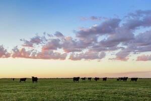 vacas pastar dentro a campo, dentro a pampas simples, Argentina foto