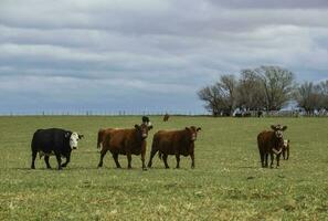 gado dentro pampas interior, la pampa, Argentina. foto