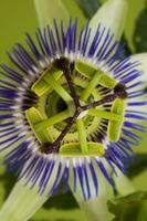 azul Flor da Paixão, flor detalhe, pampas floresta, Argentina. foto