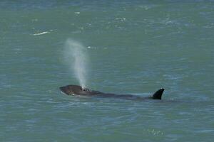 orca respiração em a superfície, patagônia Argentina. foto