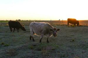 vaca pastar dentro pampas interior, la pampa, Argentina. foto