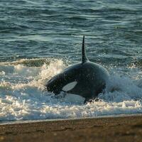 assassino baleia Caçando mar leões, Patagônia, Argentina. foto