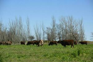 gado levantando dentro pampas interior, la pampa província, Argentina. foto