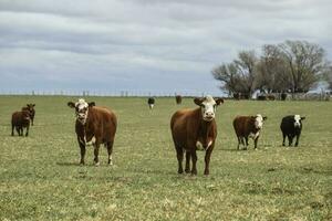 gado dentro pampas interior, la pampa, Argentina. foto