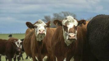 vacas alimentado com natural Relva dentro pampas interior, Patagônia, Argentina. foto